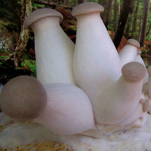 Trumpet Royale Mushrooms