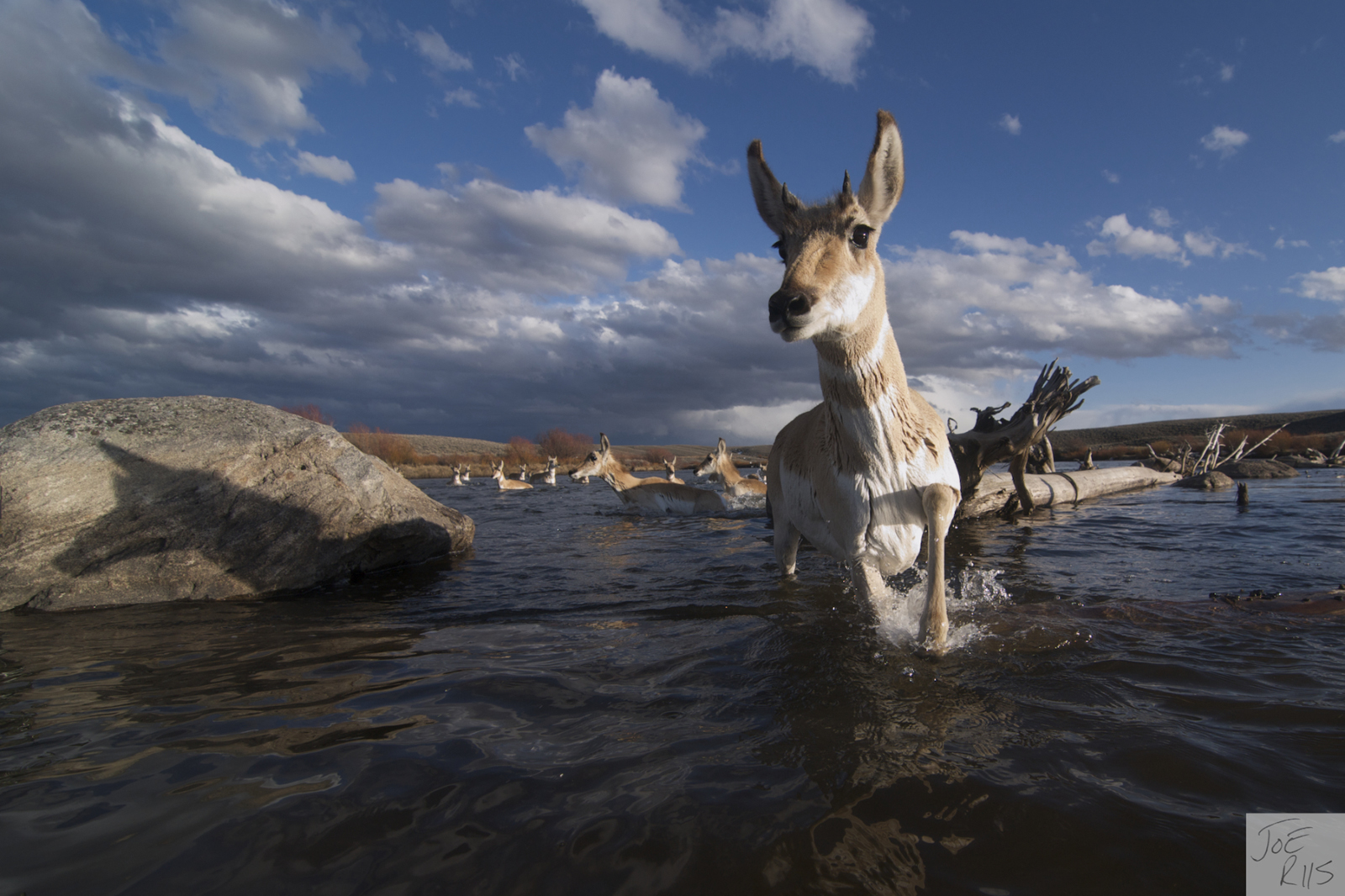 Pronghorn crossing a river during their annual migration. Joe Riis photo.