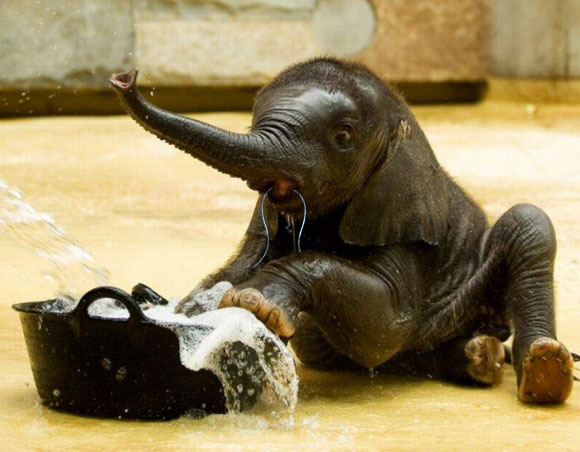 Baby Elephant Flossing