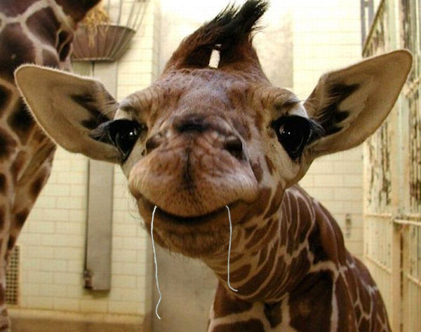 Baby Giraffe Flossing