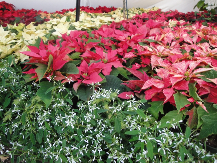 Get inspired for the holidays at City Floral Garden Center with trees, garlands, tabletop decor, and other home and garden decorations for the holidays.