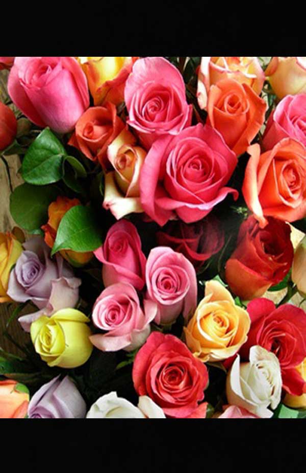 Assorted Rose Colors