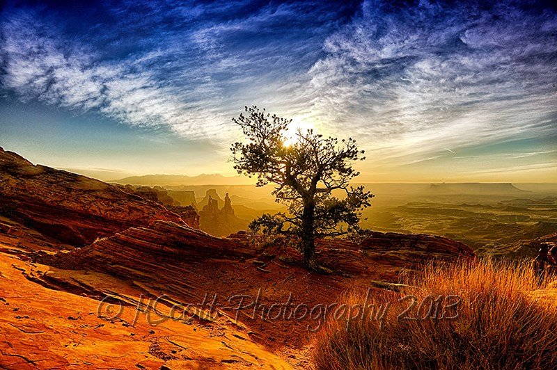 "Tree of Life" by Michelee Scott, MScott Photography