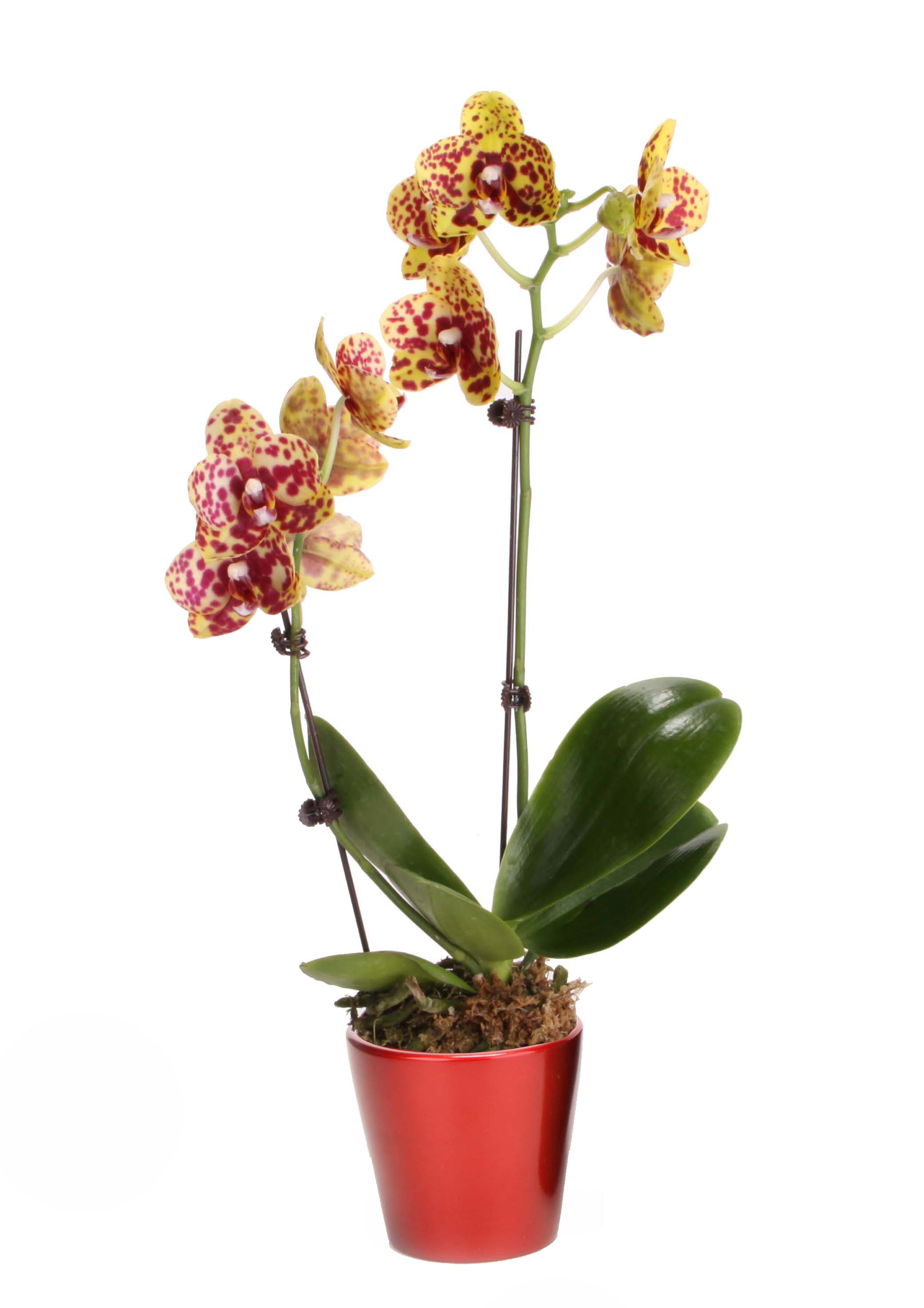 Costa Farm's orchids make a great gift for the holiday party host!