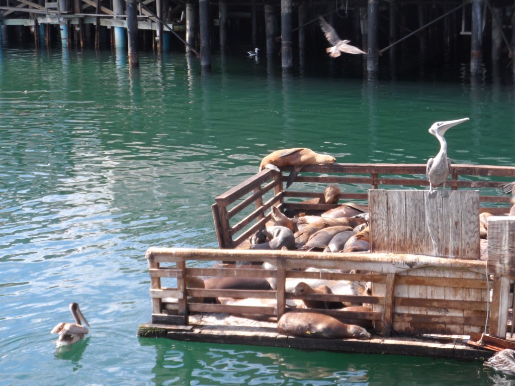 Marine Life Relaxes at Monterey's Old Fisherman's Wharf