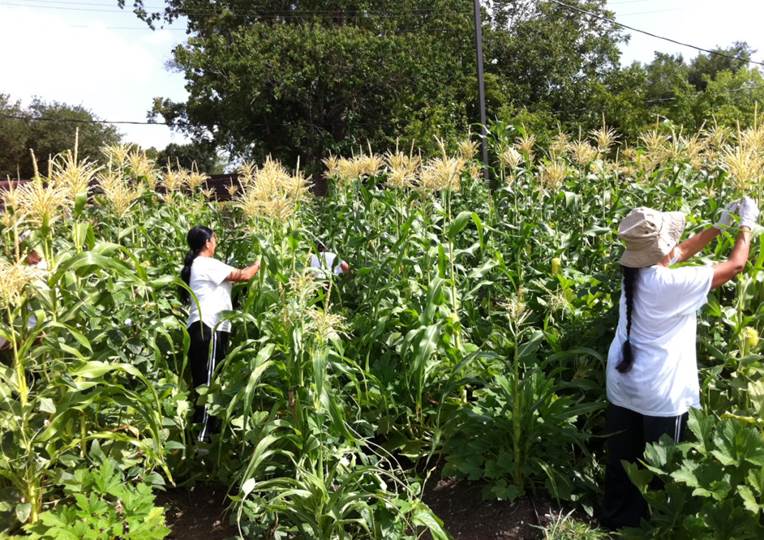 Refugee women part of the Alliance for Multicultural Community Services re-settlement refugee agency in Houston and work in their Community Garden Program