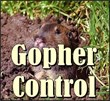 gopher control, gopher exterminators, gopher extermination