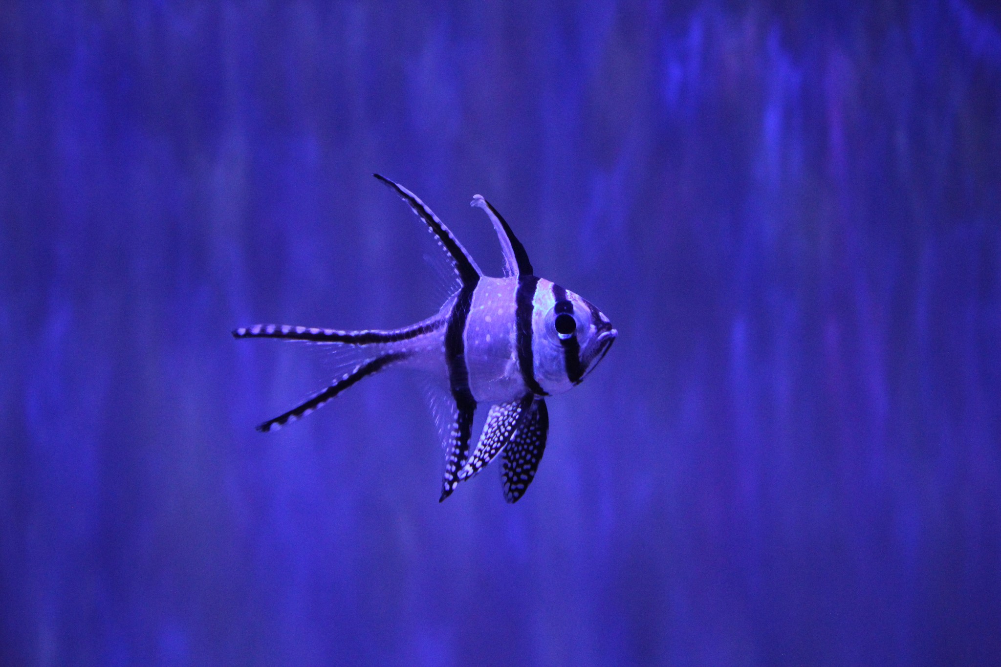 Austin Aquarium Fish