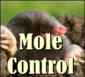 Mole Control