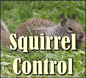 Squirrel Control