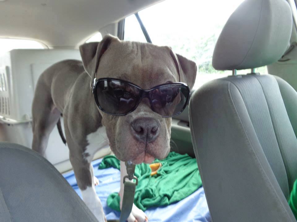 Lennox, voted 'Cutest Pet Photo' can be adopted through Pitty Love Rescue