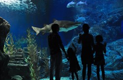 Austin Aquarium Annual Pass