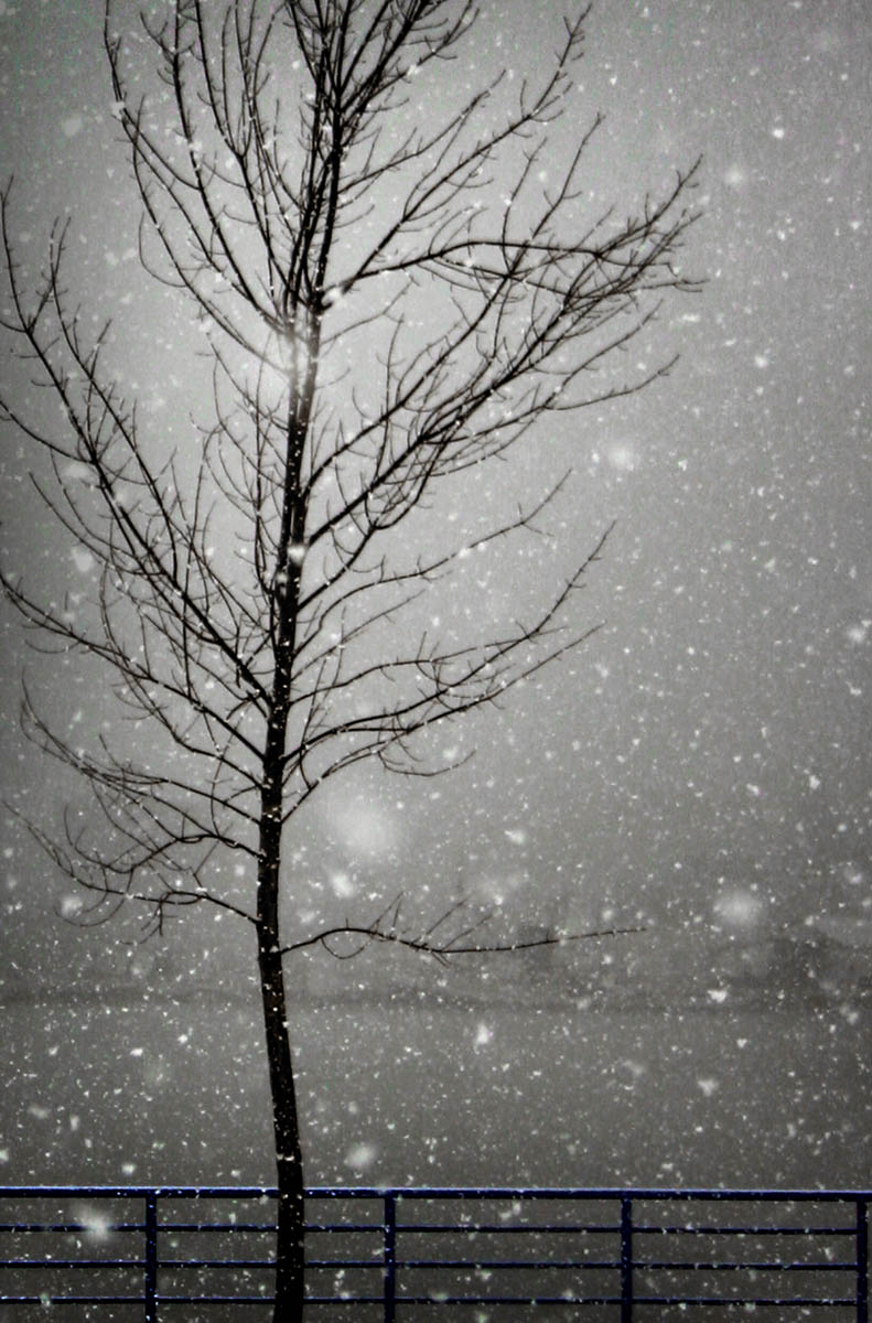 "Snowtree", original photograph by Jude McConkey