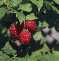 Raspberry Shortcake produces full-size, nutritious and super sweet raspberries mid-summer.