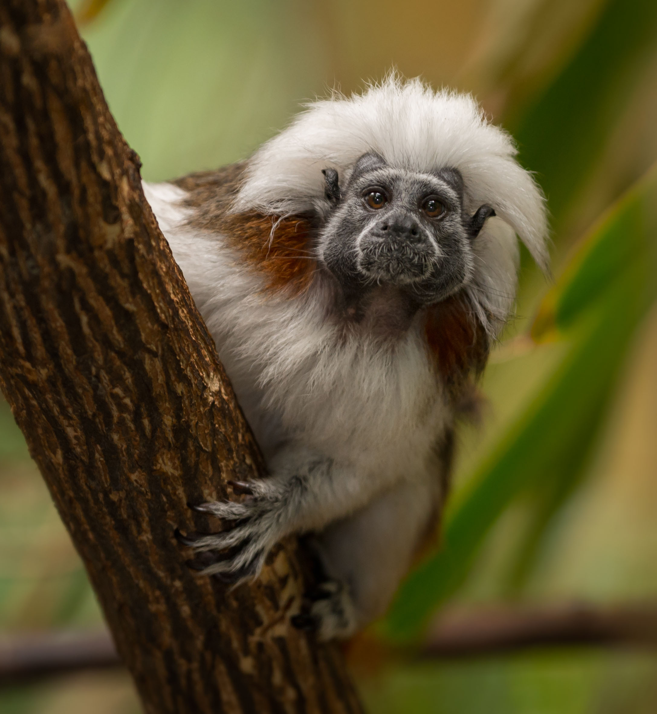 A cotton-top tamarin peers out from under his striking shock of white hair.