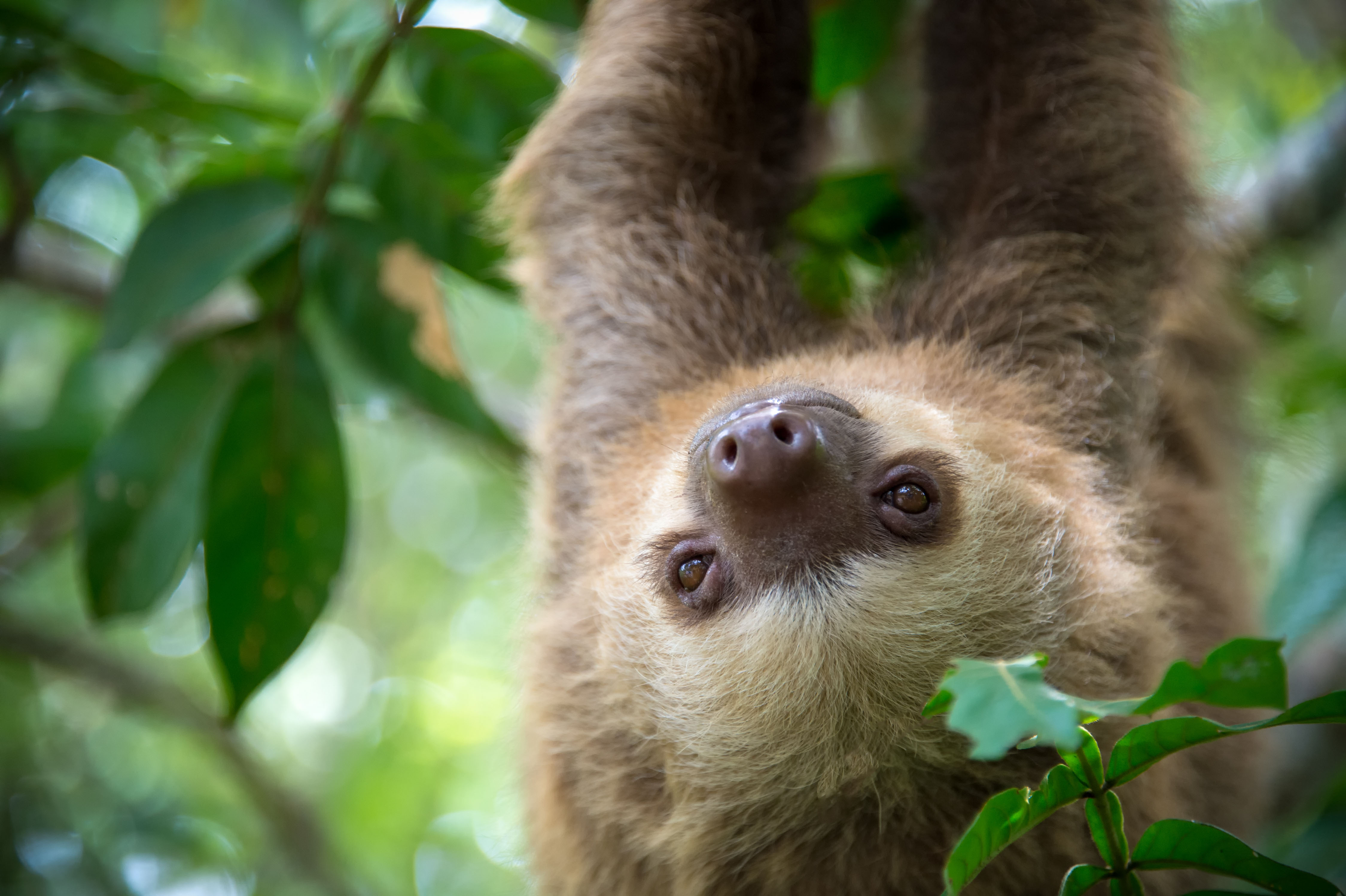 A two-toed sloth hanging around courtesy of long, powerful, gripping claws.