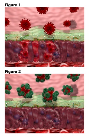 Fig. 1: Viruses bind to carbohydrate structures on airway cells to gain entry. Fig. 2: nanotraps effectively mimic the cell surface so that their carbohydrate structures “trap” and prevent infection.