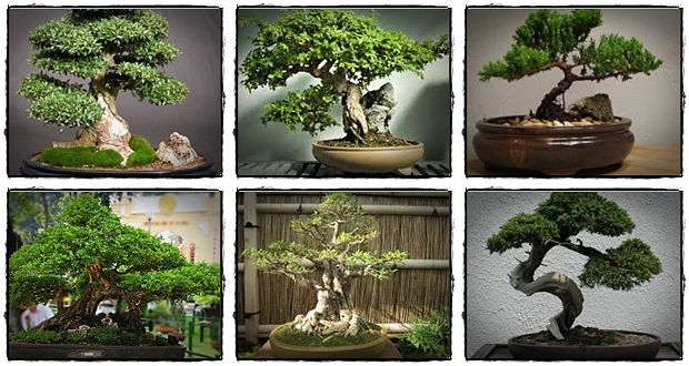 how to care for bonsai trees