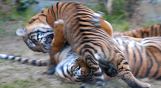 The Endangered Sumatran Tiger - photo by Craig Kasnoff
