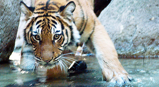 The Endangered Malayan Tiger: photo by Endangered Species Journalist Craig Kasnoff