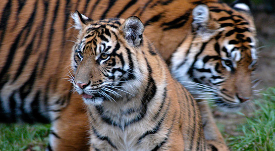 Endangered Sumatran Tiger - photo by Endangered Species Journalist Craig Kasnoff