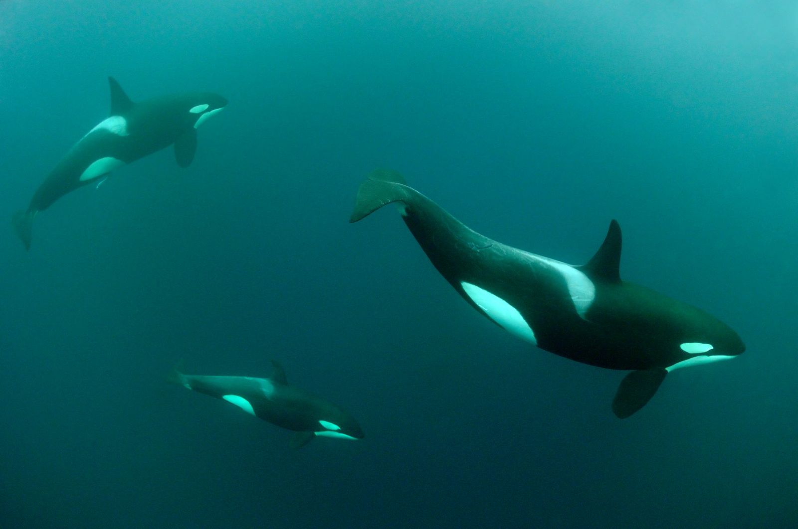 Orca whales diving