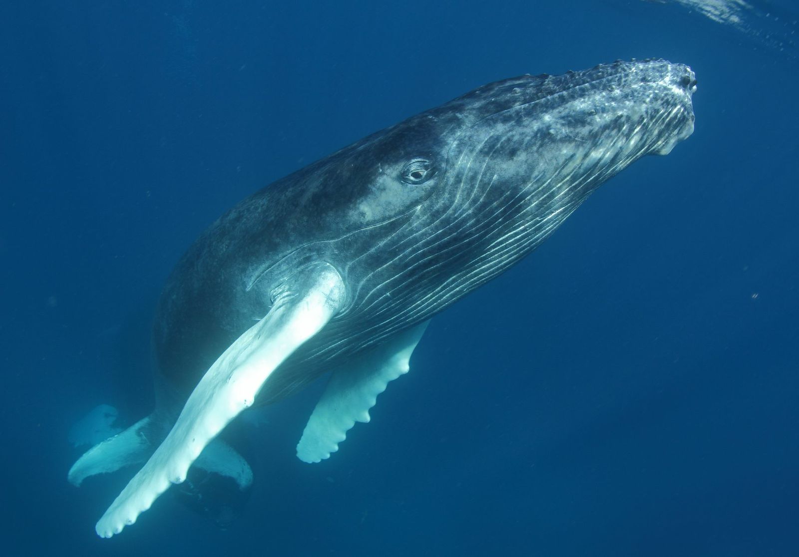 Humpback whale