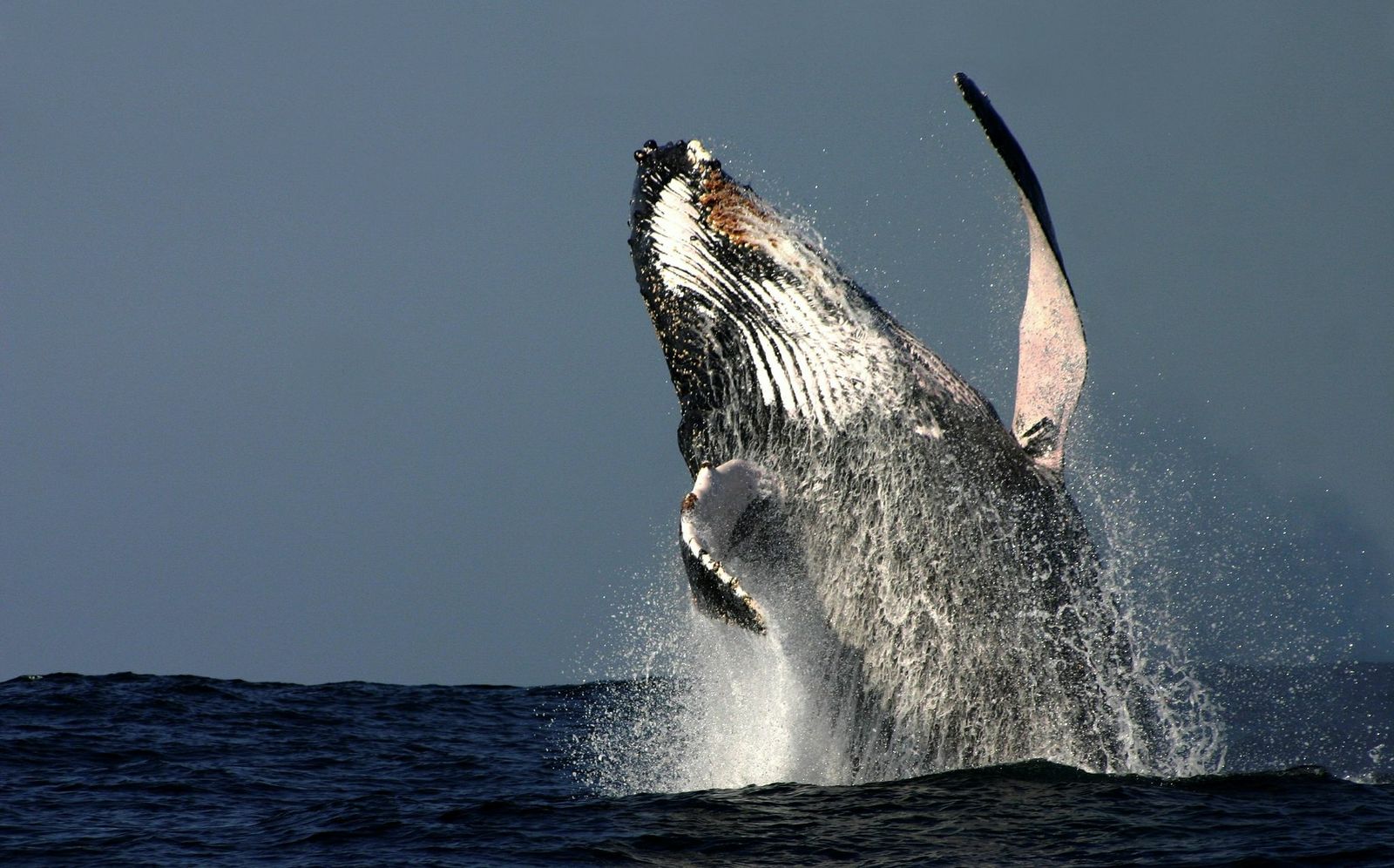 Humpback whale breaching