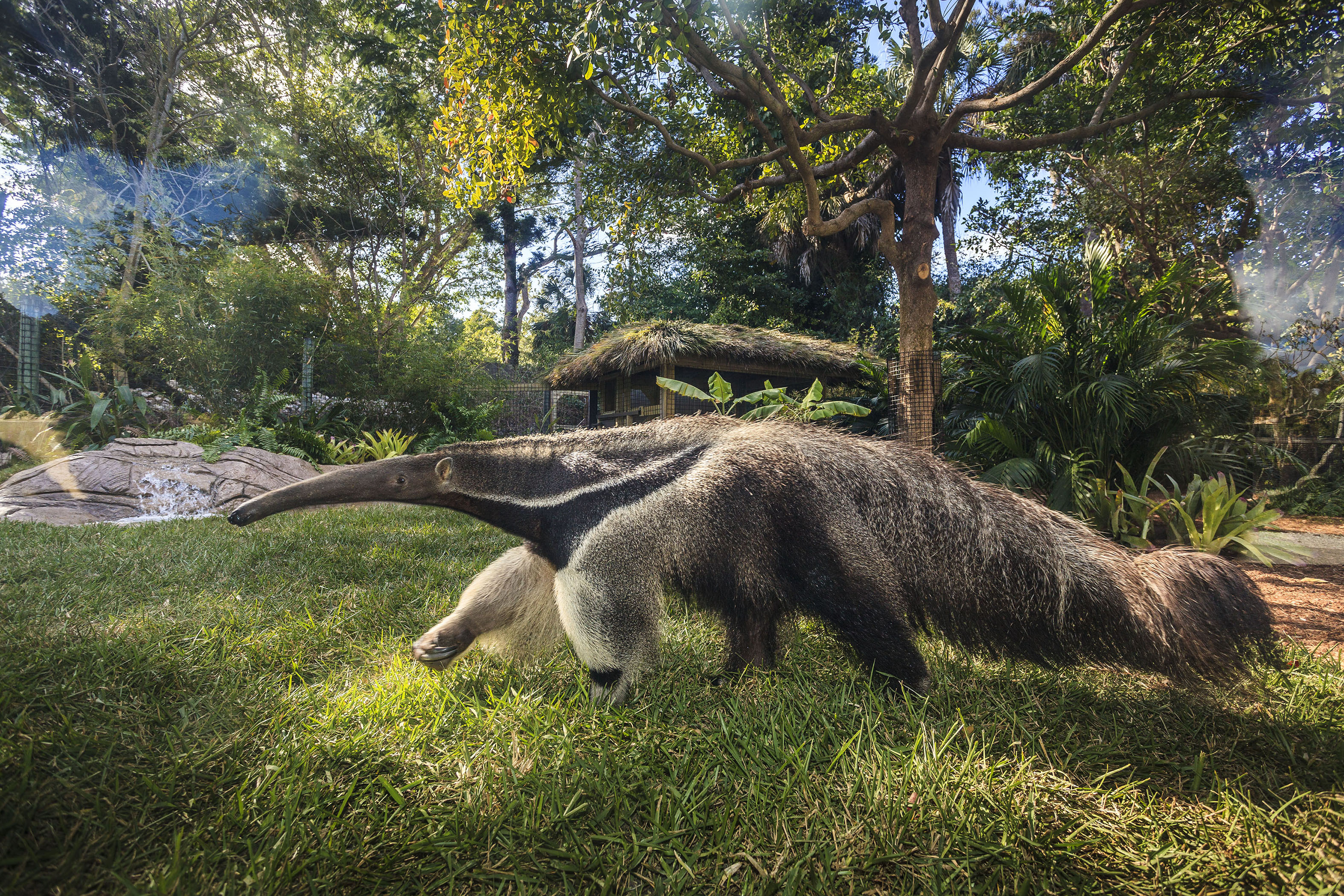 A giant anteater shuffles along through his new home in Naples Zoo at Caribbean Gardens.