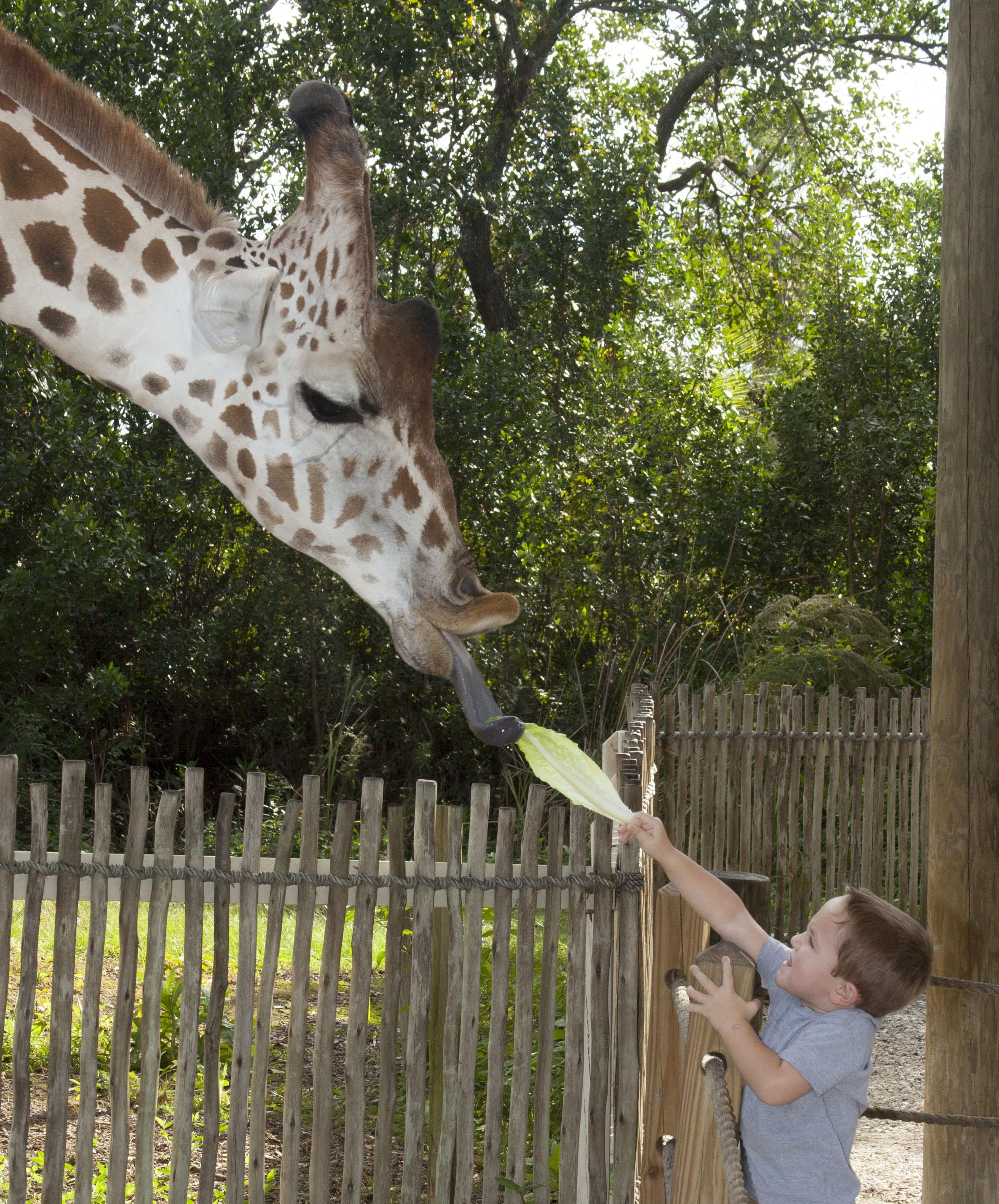 A young guest and giraffe share a moment together during the hand-feeding experience.