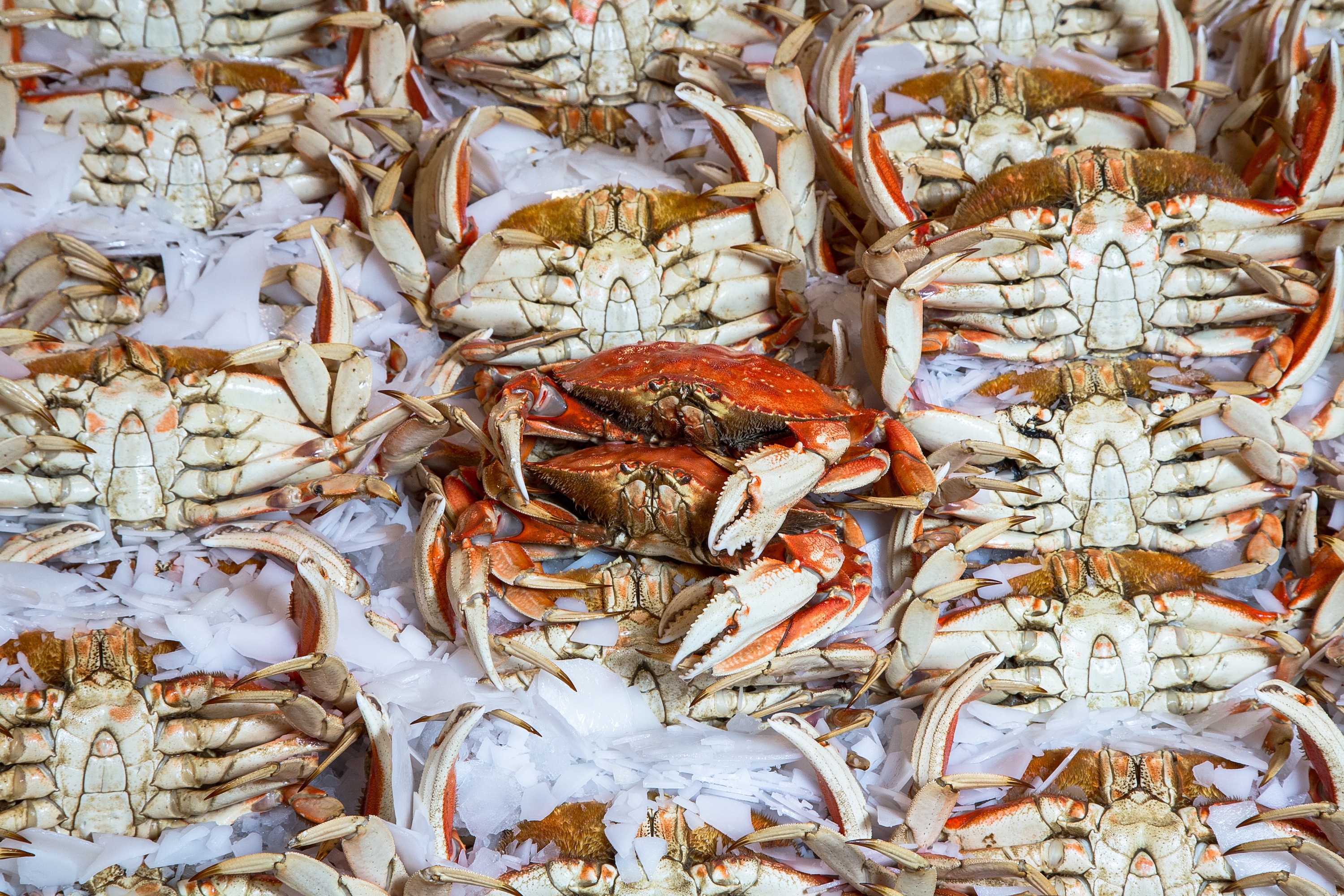 Pure Food Fish Market's Dungeness Crab Wall