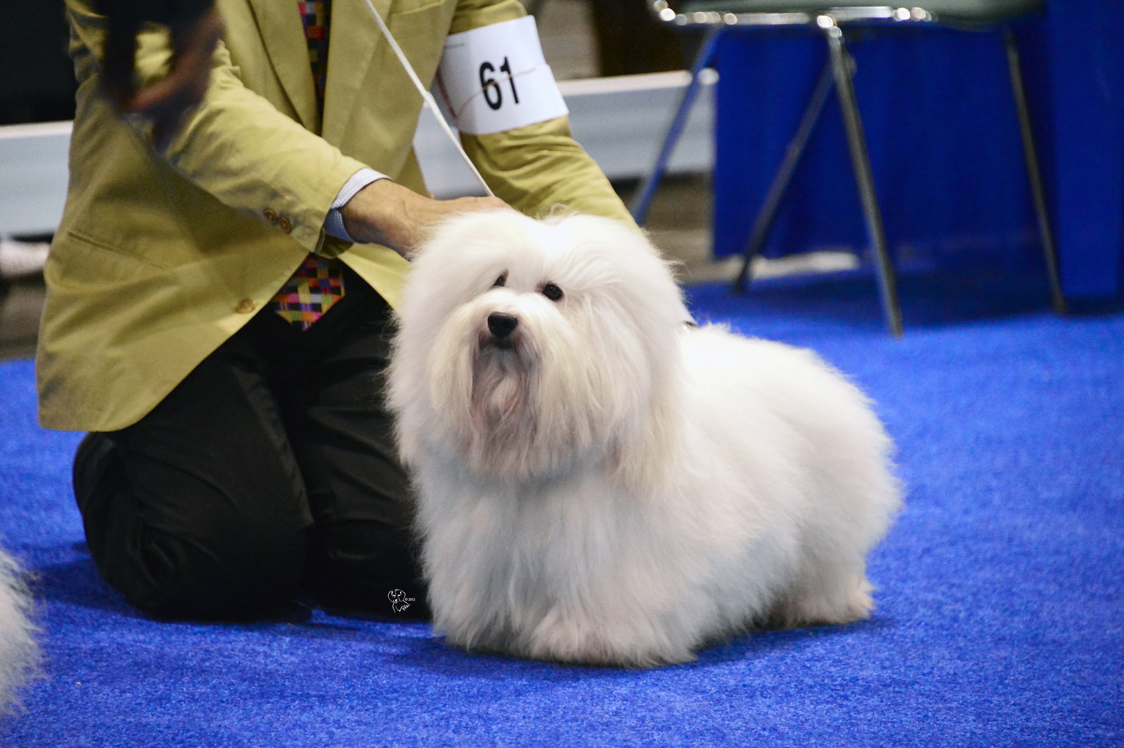 Monkey in the show ring December 2012