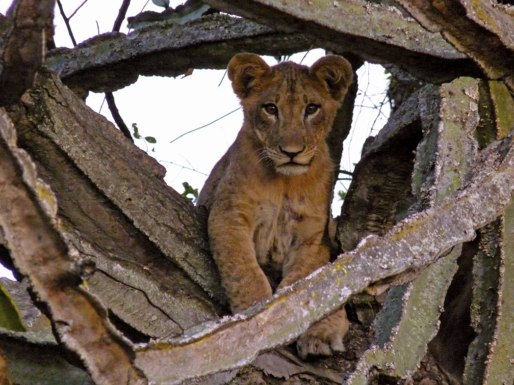 African Lion, Uganda Carnivore Program