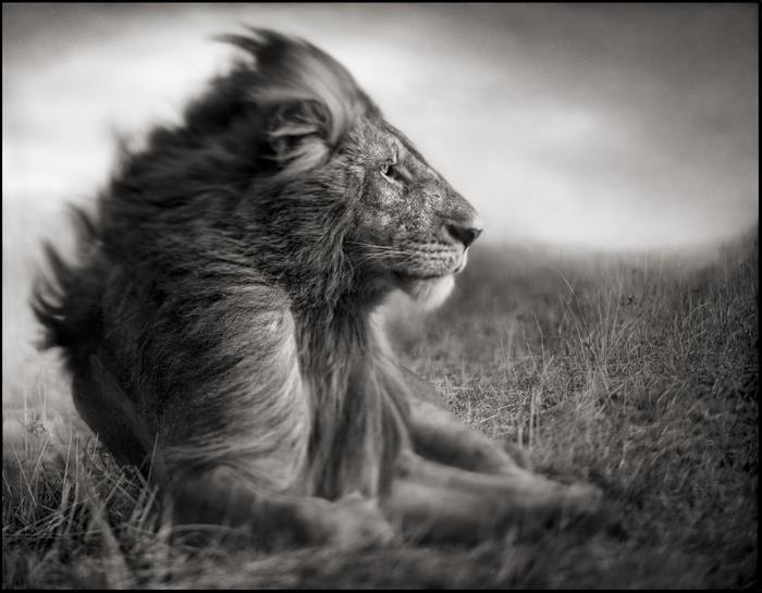 Lion Before Storm II- Sitting Profile, © Nick Brandt, 2012.  Courtesy of Hasted Kraeutler Gallery, NY.