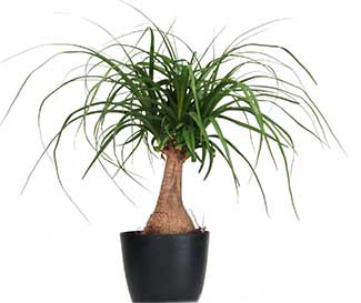 Plants of Steel Ponytail Palm