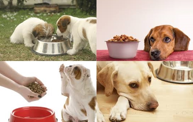 Why Everybody is Raving About Dog Food Secrets 2