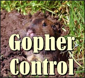 Gopher Control So Cal