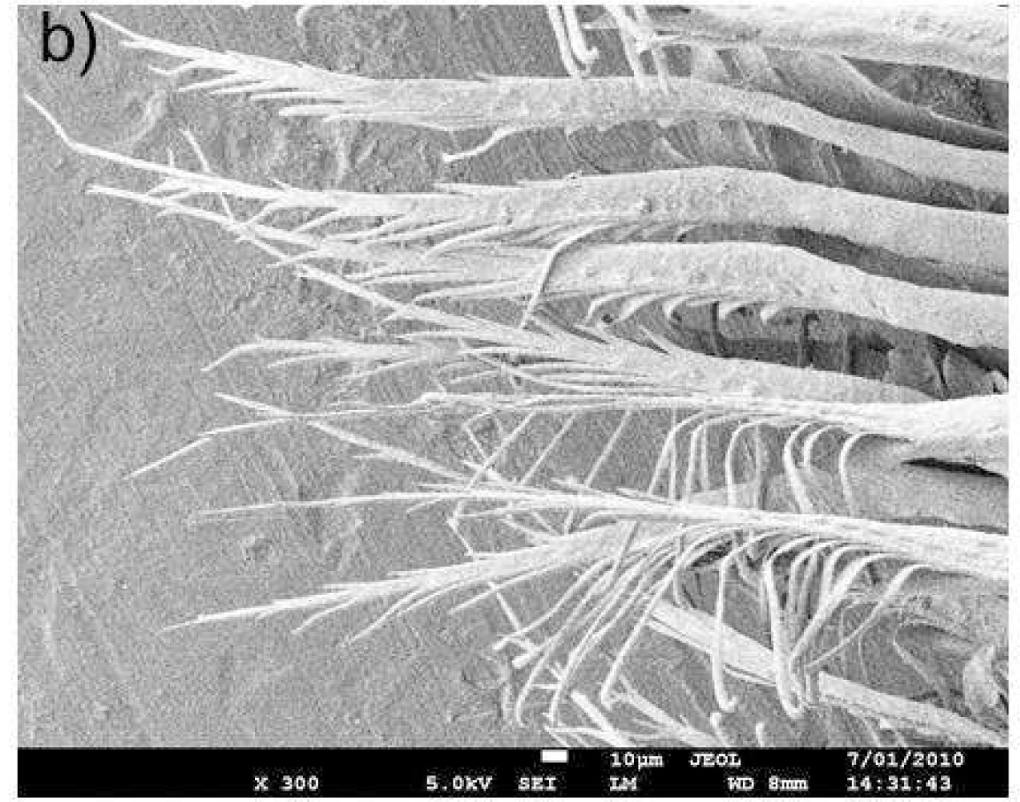 This image shows the magnified barbules of a white peacock’s feathers, which feature long appendages that diffuse thermal radiation to keep the birds warm. Credit: Optics Express.