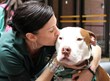 BSL, BDL, pit bulls, pit bull terriers, Best Friends Animal Society, Breed Specific Legislation, pubic safety, dog bites