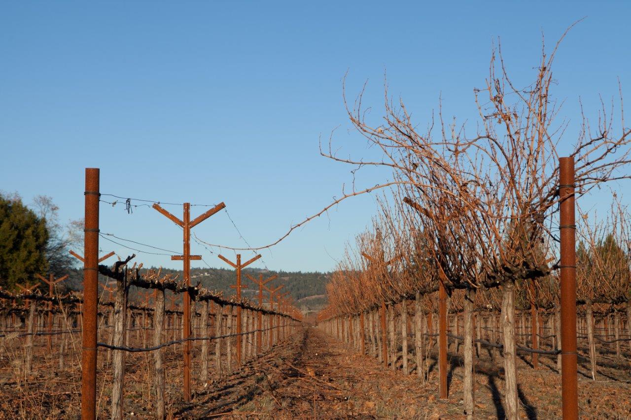 Napa Valley grapegrowers are employing smart water management techniques to ensure a high quality grape crop despite the drought