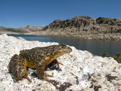 Mountain Yellow-Legged Frog