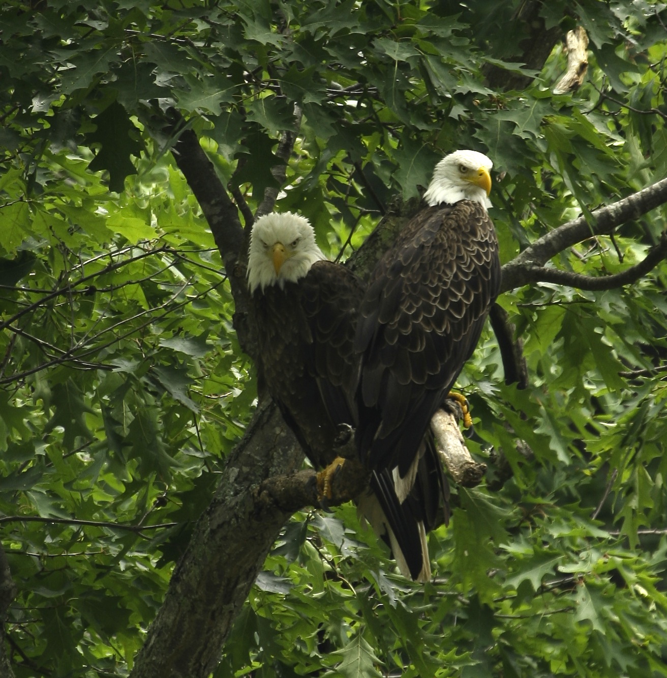 Grant County's extensive trails give hikers a glimpse at rare wildlife, such as these two bald eagles.