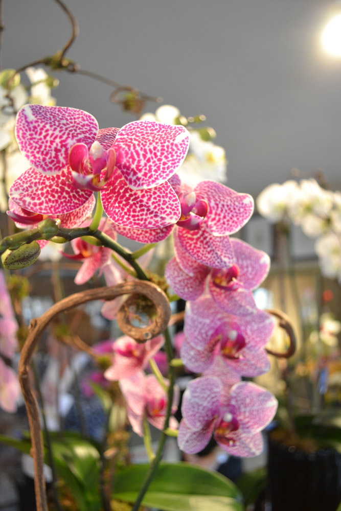 Beautiful phalaenopsis orchid plant at Dr Delphinium's Orchid House in Richardson