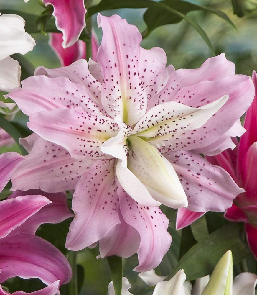 Win $150 towards Bulbs such as this lily, Soft Music, from Longfield Gardens