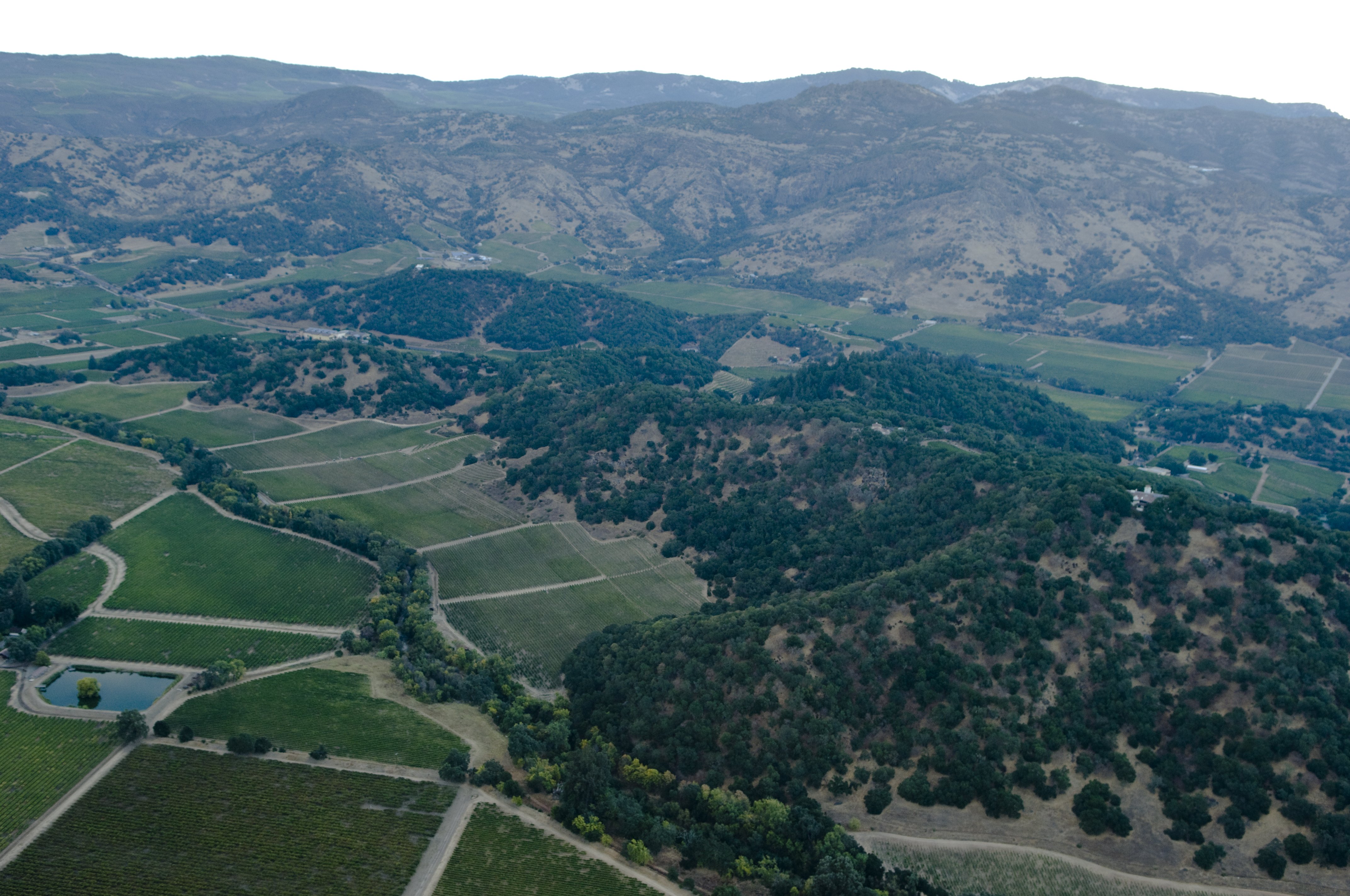 The Stags Leap District is the smallest producing Napa AVA by acreage, and wines from this region remain limited, highly allocated and collected.
