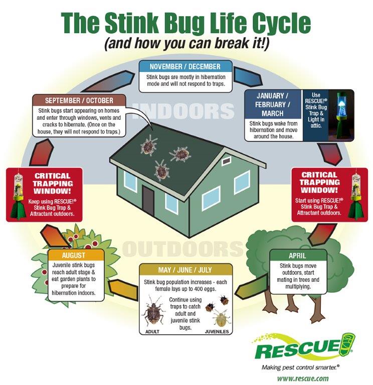 The Stink Bug Lifecycle