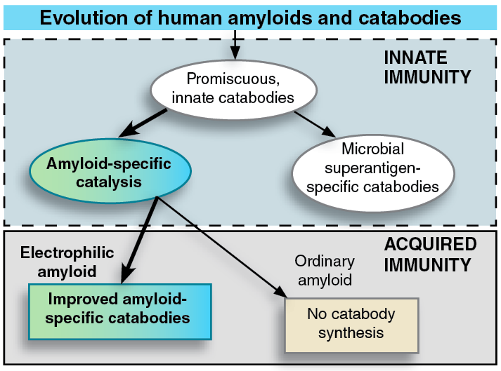 Fight Aging — Extracellular Aggregates Little Protein Clumps Called ...