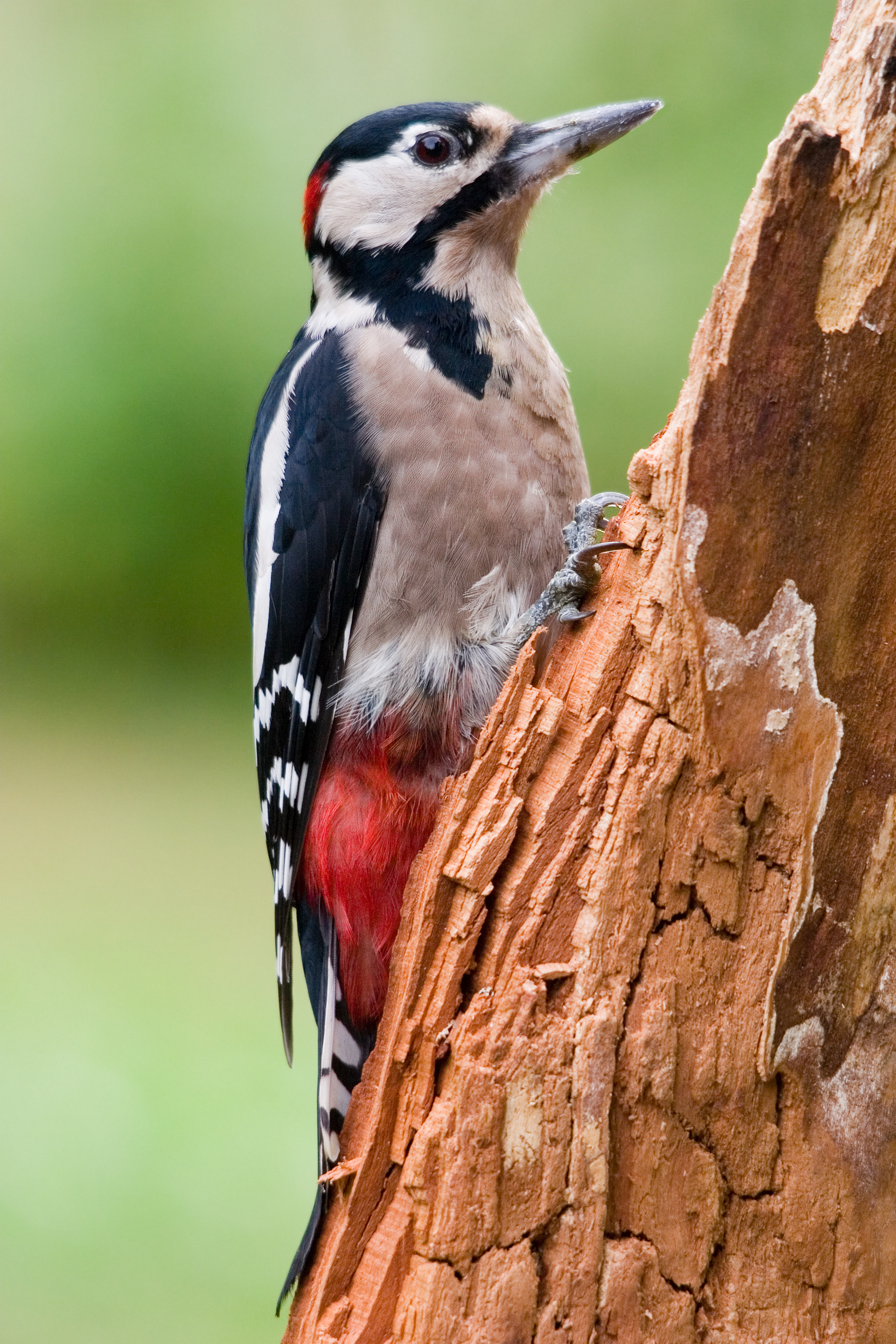 Woodpecker hole in a tree
