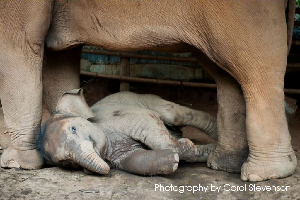 Baby Elephant Rueang Cay (Story from the Heart)