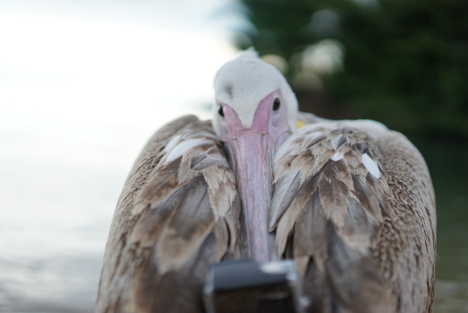 The first pelican selfie